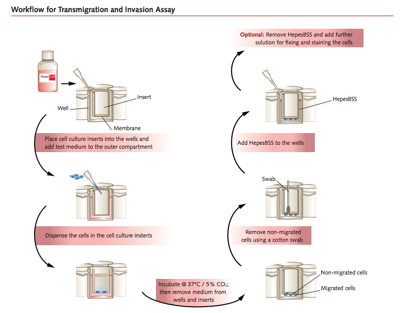 Workflow transmigration and invasion assay