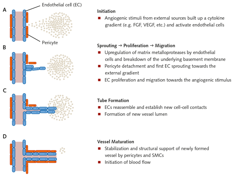 Angiogenesis Assay