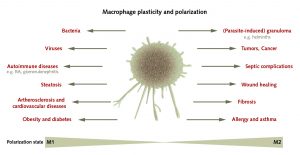 Macrophage plasticity and polarization in different types of pathologies