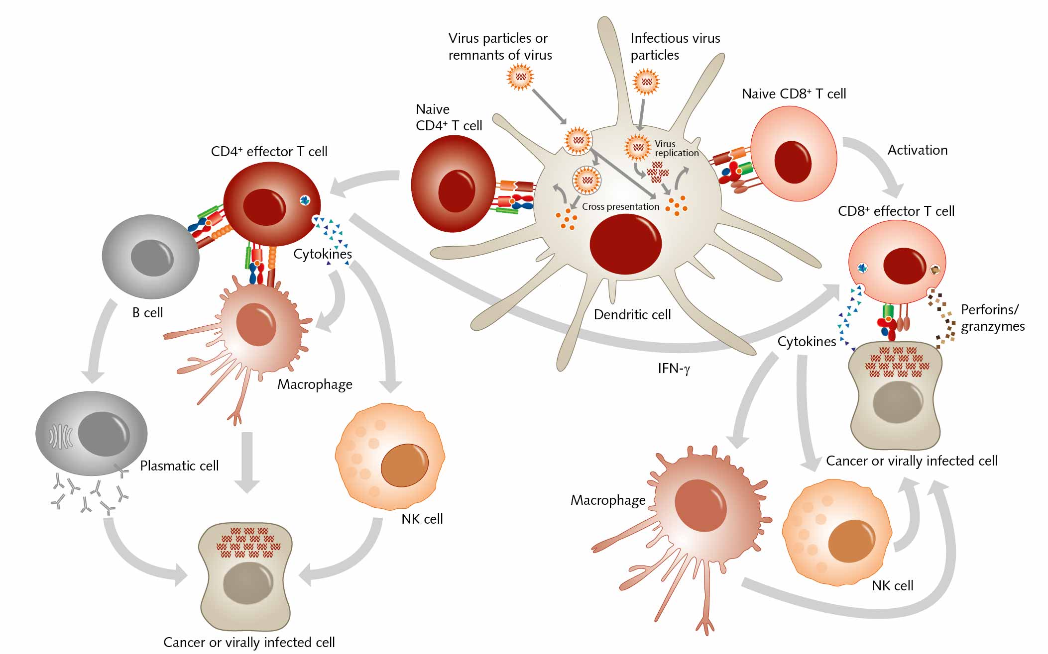 Infografic: Cytotoxic CD8+ T cells and helper CD4+ T cells
