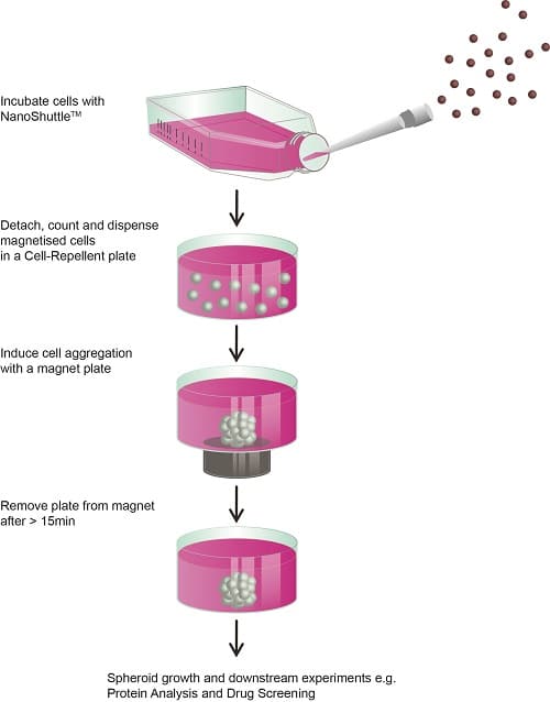Infografic_magnetic-3D-cell-culture_high-throughput-screening