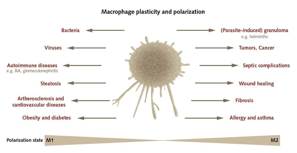 Macrophage plasticity and polarization